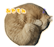 857667800