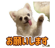 857668581