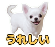 857668590