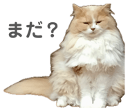 857671851