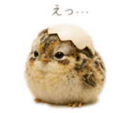 857672145