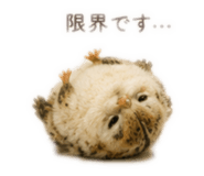 857672155