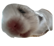 857673815