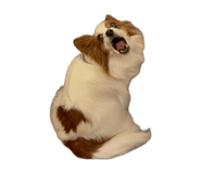 857680810