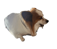 857680817