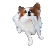 857680828