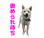 857682977