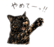 857686113