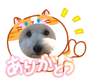 857686574