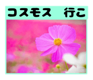 857687338
