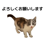 857688976
