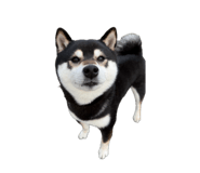 857694010
