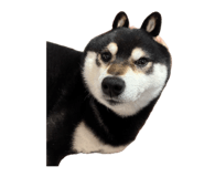 857694011