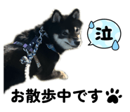 857694067