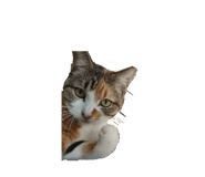 857701691