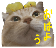 857704217