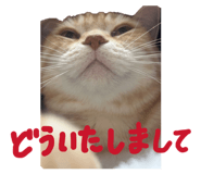 857704224