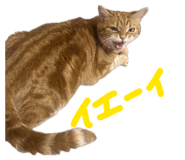 857704233