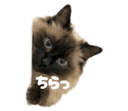 857706406