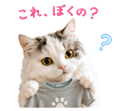 857711195