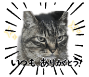857713041