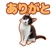 857714515