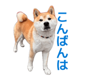 857715154