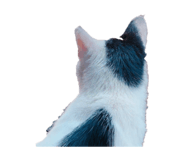 857717538