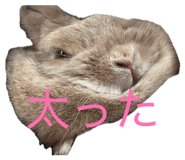857718521