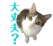 857725755