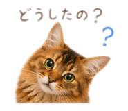 857728534