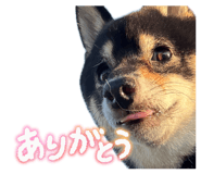 857729821
