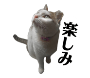 857740938