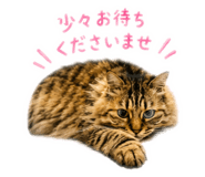 857746732