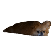 857749496