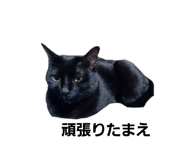 857750772