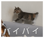 857751262