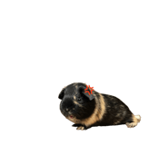 857752381