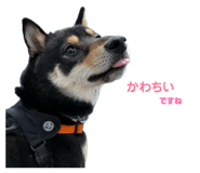 857759047