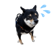 857759054