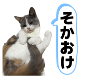 857760462