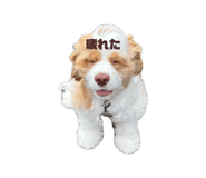 857778113