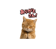 857780017