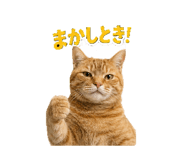 857780018