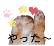 857781517