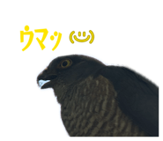 857783615