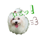 857786006