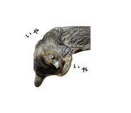857786355