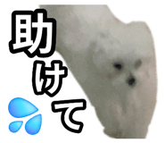857786973