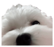 857786976